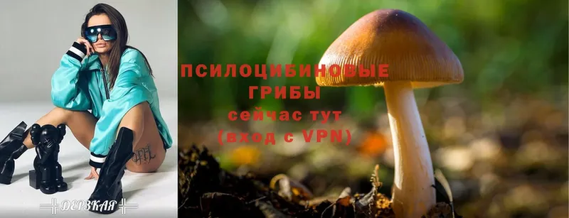 shop состав  mega маркетплейс  Камышин  Псилоцибиновые грибы Cubensis 